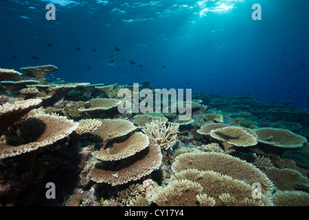 Riff von Tischkorallen, Acropora SP., Felidhu Atoll, Malediven Stockfoto