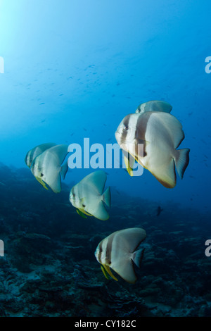 Schwarm von Longfin Fledermausfische, Platax Teira, Nord Male Atoll, Malediven Stockfoto