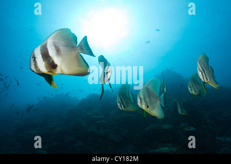 Schwarm von Longfin Fledermausfische, Platax Teira, Nord Male Atoll, Malediven Stockfoto