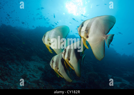 Schwarm von Longfin Fledermausfische, Platax Teira, Nord Male Atoll, Malediven Stockfoto