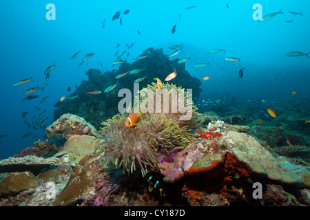 Malediven Anemonenfischen in herrlichen Seeanemone, Amphiprion Nigripes, Thaa Atoll, Malediven Stockfoto