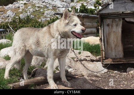 Husky Hund angekettet außen von einem Zwinger auf dem Krippenstein Mountain in österreichischen Dachsteinmassiv in Österreich im Sommer Stockfoto