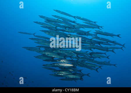 Schwarm von Barrakudas, größten Qenie, Thaa Atoll, Malediven Stockfoto