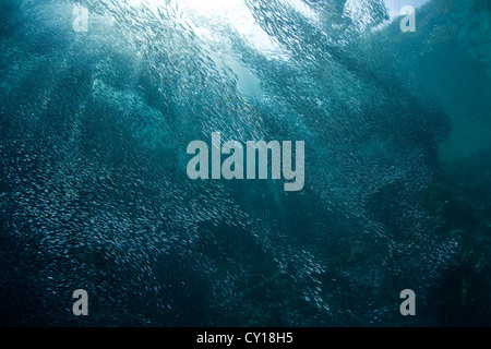 Schwärmen Verhalten des schlanken Ährenfischartige, Hypoatherina Barnesi, Misool, West Papua, Indonesien Stockfoto