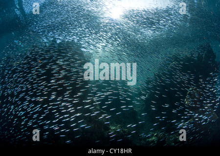 Schwärmen Verhalten des schlanken Ährenfischartige, Hypoatherina Barnesi, Misool, West Papua, Indonesien Stockfoto