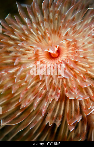 Staubwedel Wurm, Protula Magnifica, Misool, West Papua, Indonesien Stockfoto