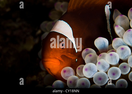 Spinecheek Anemonefish, Premnas Biaculeatus, Misool, West Papua, Indonesien Stockfoto