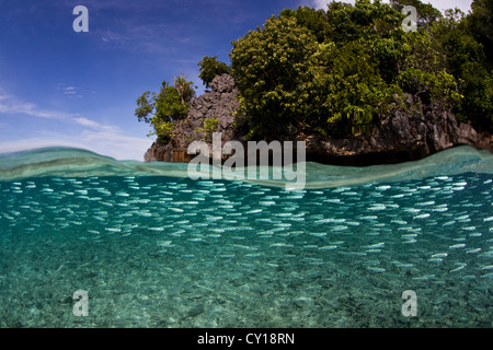 Schwärmen schlanken Ährenfischartige, Hypoatherina Barnesi, Misool, West Papua, Indonesien Stockfoto