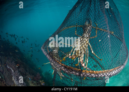 Bemalte Langusten gefangen im Netz, Panularis versicolor, Misool, West-Papua, Indonesien Stockfoto