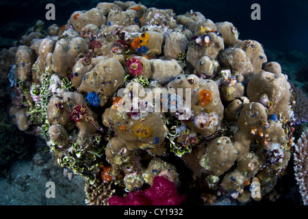 Kolonie von Christmas Tree Worms am Porite Korallen, Spirobranchus Giganteus, Raja Ampat, West Papua, Indonesien Stockfoto