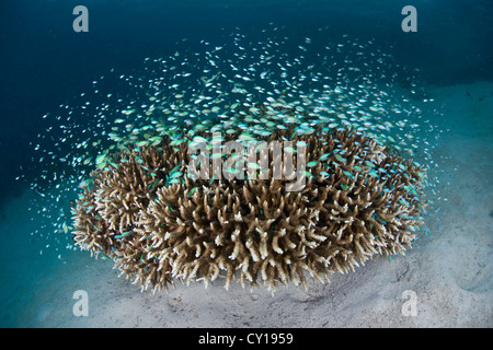 Wolke des blau-grünen Chromis über Korallen, Chromis Viridis, Raja Ampat, West Papua, Indonesien Stockfoto