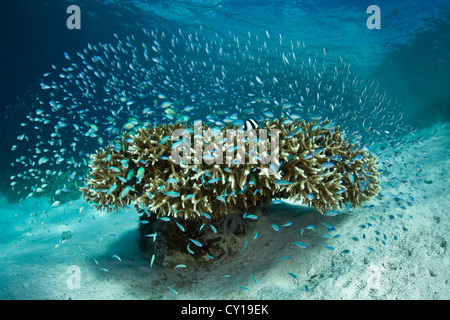 Wolke des blau-grünen Chromis über Korallen, Chromis Viridis, Raja Ampat, West Papua, Indonesien Stockfoto