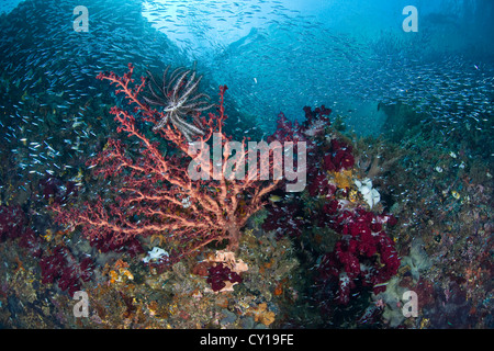 Schulbildung schlanken Ährenfischartige im Korallenriff, Hypoatherina Barnesi, Raja Ampat, West Papua, Indonesien Stockfoto