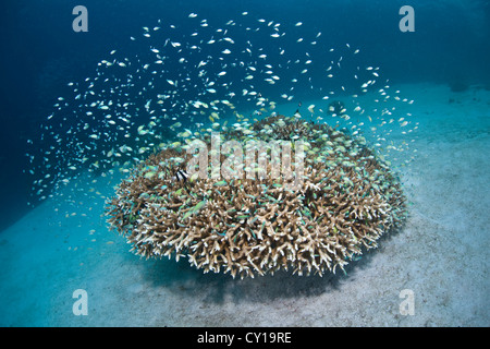 Wolke des blau-grünen Chromis über Korallen, Chromis Viridis, Raja Ampat, West Papua, Indonesien Stockfoto