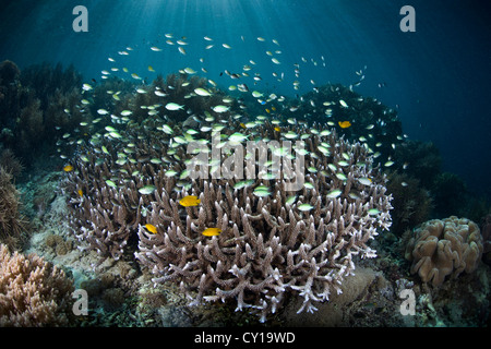 Wolke des blau-grünen Chromis über Korallen, Chromis Viridis, Raja Ampat, West Papua, Indonesien Stockfoto