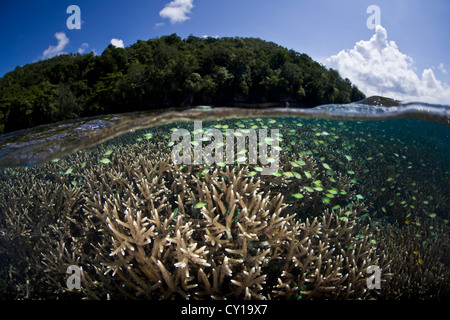 Wolke des blau-grünen Chromis über Korallen, Chromis Viridis, Raja Ampat, West Papua, Indonesien Stockfoto