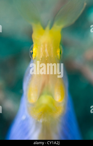 Band-Muräne, Rhinomuraena Quaesita, Lembeh Strait, Sulawesi, Indonesien Stockfoto