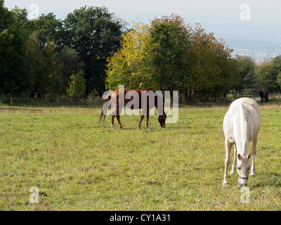 weiß und Bucht Pferd auf der Weide Stockfoto