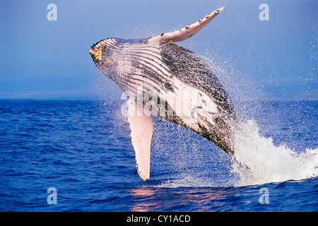 Verletzung der Buckelwal, Impressionen Novaeangliae, Hawaii, USA Stockfoto