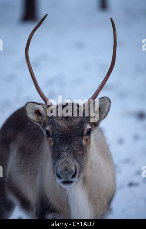 Rentiere in Nordfinnland Stockfoto