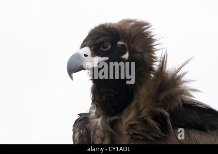 Schwarzer Geier, Cinereous Vulture (Aegypius Monachus), Tärelsch Nationalpark, Mongolei Stockfoto