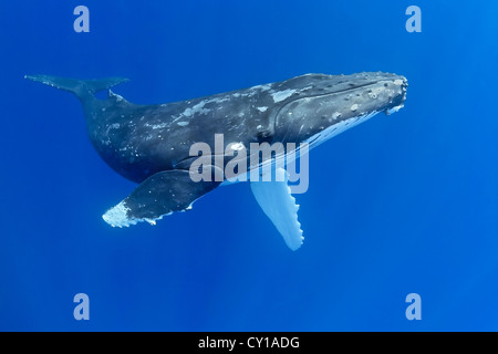 Buckelwal, Impressionen Novaeangliae, Hawaii, USA Stockfoto