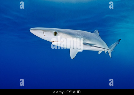 Blauhai, Prionace Glauca, San Diego, Kalifornien, USA Stockfoto