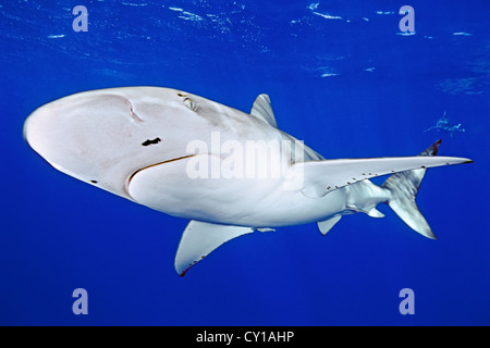 Galapagos Hai, Carcharhinus Galapagensis, Oahu, Hawaii, USA Stockfoto