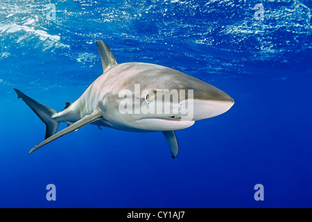 Galapagos Hai, Carcharhinus Galapagensis, Oahu, Hawaii, USA Stockfoto