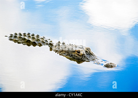 Amerikanischer Alligator, Alligator Mississippiensis, Everglades-Nationalpark, Florida, USA Stockfoto