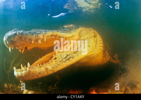 Amerikanischer Alligator, Alligator Mississippiensis, Everglades-Nationalpark, Florida, USA Stockfoto