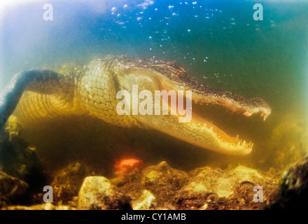 Amerikanischer Alligator, Alligator Mississippiensis, Everglades-Nationalpark, Florida, USA Stockfoto