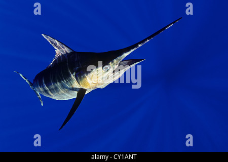 Blauer Marlin, Makaira Nigricans, Big Island, Hawaii, USA Stockfoto