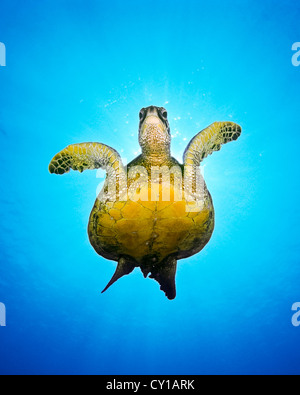 Green Sea Turtle, Chelonia Mydas, Big Island, Hawaii, USA Stockfoto