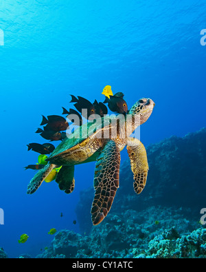 Grüne Meeresschildkröte gereinigt von Fischen, Chelonia Mydas, Big Island, Hawaii, USA Stockfoto
