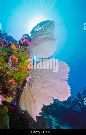 Gorgonien auf Korallenriff, Gorgonia SP., Islamorada, Florida Keys, USA Stockfoto