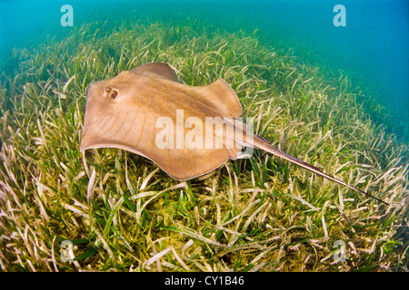 Südlichen Stingray, Dasyatis Americana, Biscayne Bay, Florida, USA Stockfoto