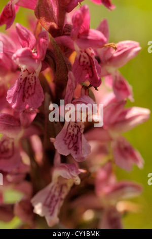 Dactylorhiza Wurzelsud Subspecies Coccinea, frühen Knabenkraut Stockfoto