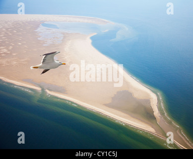 Möwen fliegen am Strand in der Nähe von Texel, Niederlande Stockfoto