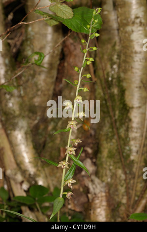 Breitblättrigen Helleborine, Epipactis helleborine Stockfoto