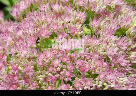 Rosa Fetthenne Sedum Spectabile Indianerhäuptling in voller Blüte zur Veranschaulichung zarte Blume und Farbe Ice-Pflanze Stockfoto