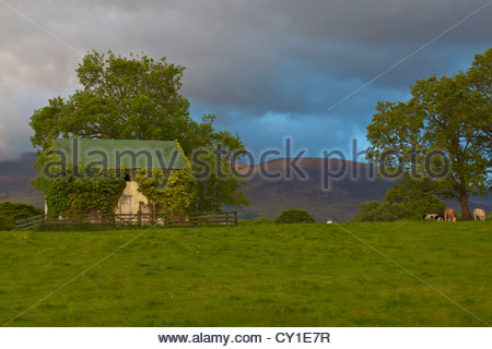 Rinder weiden die Weide rund um ein verlassenes Haus in der Nähe von Killarney Stockfoto