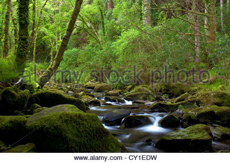 Der Owengariff Fluss schlängelt sich durch schönen Wald zum Muckross Lake. Stockfoto