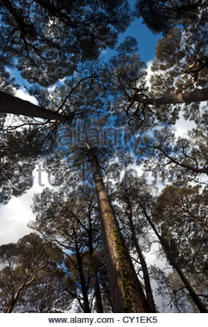 Riesige Kiefern überragen Wanderer auf Wanderwege rund um Muckross House. Stockfoto