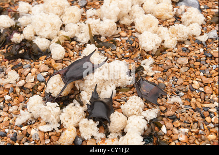 Meerjungfrau Geldbörse Hund Fisch und Masse gemeinsame Wellhornschnecke Eggcases an Land gespült vom Meer im schweren Sturm Stockfoto