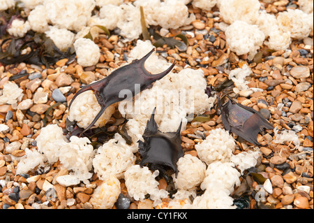 Meerjungfrau Geldbörse Hund Fisch und Masse gemeinsame Wellhornschnecke Eggcases an Land gespült vom Meer im schweren Sturm Stockfoto