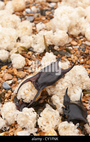 Meerjungfrau Geldbörse Hund Fisch und Masse gemeinsame Wellhornschnecke Eggcases an Land gespült vom Meer im schweren Sturm Stockfoto