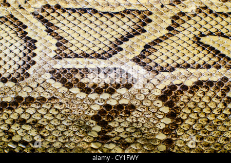 Snake skin Textur Stockfoto