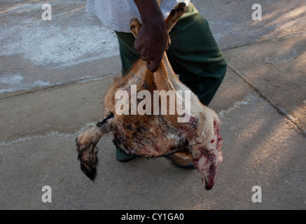 Präparatoren. Jäger aus den USA und Deutschland Wildtiere zu schießen und Dinge, die es als Trophäe Präparatoren-Workshop in Namibia. Stockfoto