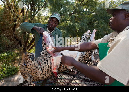 Präparatoren. Jäger aus den USA und Deutschland Wildtiere zu schießen und Dinge, die es als Trophäe Präparatoren-Workshop in Namibia. Stockfoto